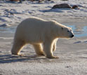 Photo of a female polar bear walking along the shore of Canada's Hudson Bay.