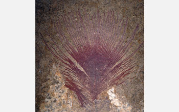Photo of 40 million year old fossil feather showing vivid iridescent colors.