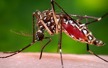 An Aedes aegypti mosquito