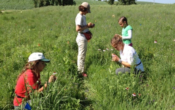 Scientists applying paint to Echinacea flowers in the field