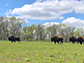 bison at Nachusa Grasslands