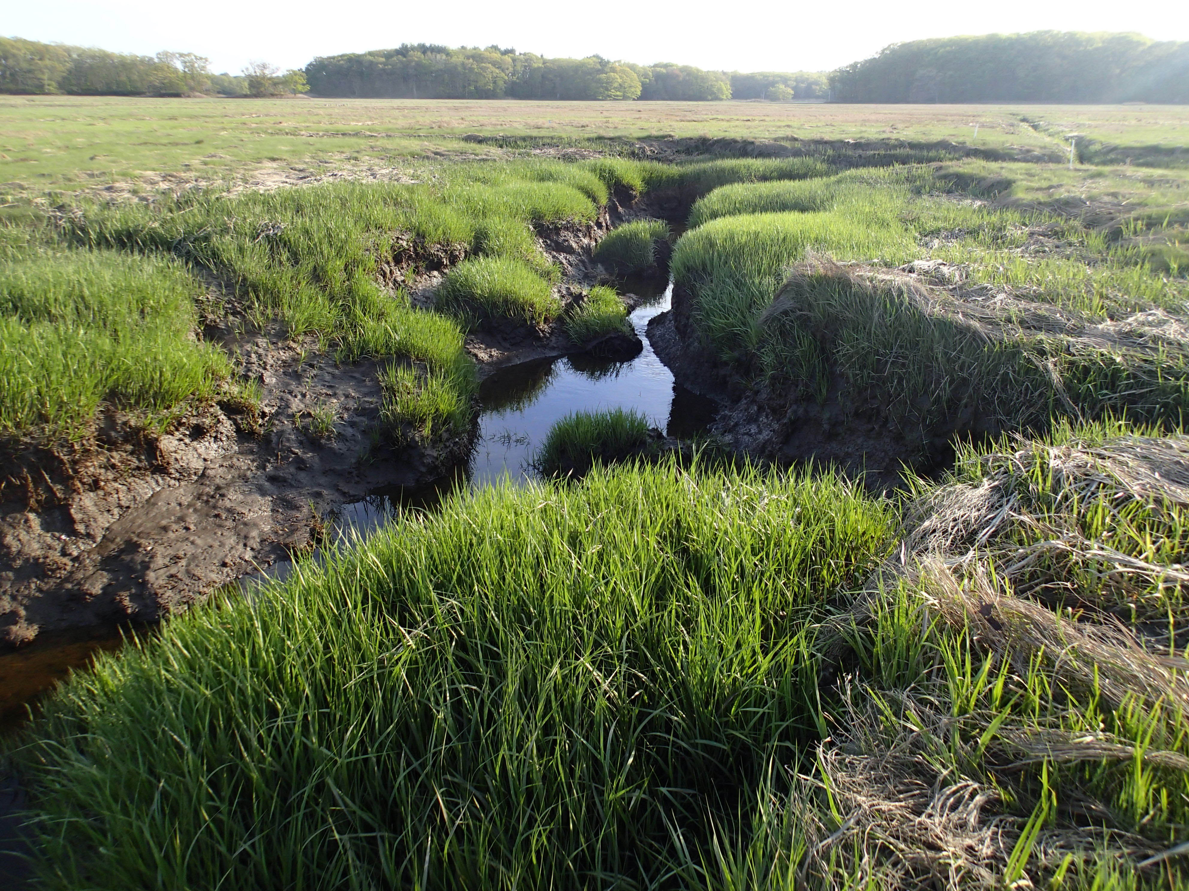 Low tide plum island