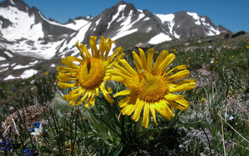 Arikaree Peak and its glacier and flowers