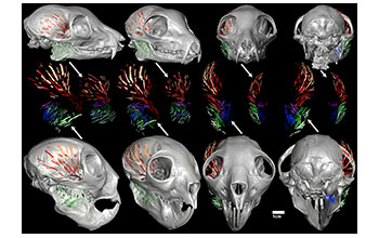 Chewing muscles of an aye-aye and lemur