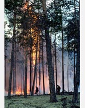 Photo of a pine forest in Siberia burning.