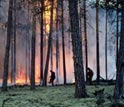 Photo of a pine forest in Siberia burning.