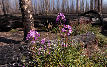 Fireweed (Chamerion angustifolium) blooms in Yellowstone National Park