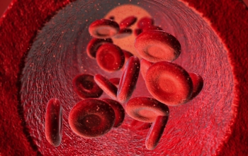 3d model of blood cells