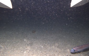 A fish swims through antarctic water