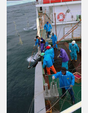 Photo showing Japanese longline fishers catching southern bluefin tuna.