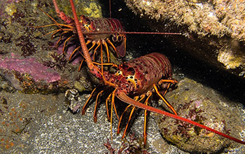 spiny lobster