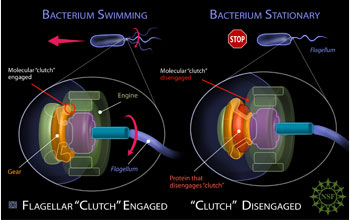 Illustration showing the mechanism that stops the flagellum of a bacteria.