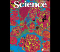 Photo of the June 20, 2008 issue of Science.