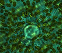 Light photomicrograph of a centeric diatom showing green chloroplasts and silica pore structure.