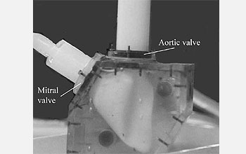 Photo shows plastic device that mimics human aortic and mitral valves.