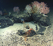 Basalt rocks on and under the ocean bottom harbor abundant deep-sea bacteria.