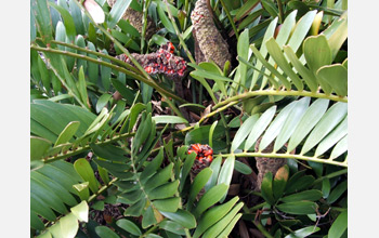 Photo of the cycad Zamia furfuracea showing bright red seeds erupting from the cones.