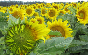 When they're mature, sunflowers stop tracking the sun and instead face solely eastward.