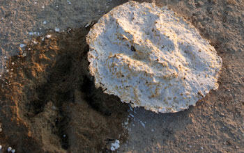 A close-up view of a plaster casting taken of a dinosaur track