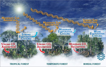 Illustration showing the impact of tropical, temperate and boreal forests on Earth's climate.