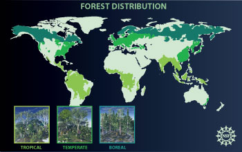 Illustration showing forest distribution on the Earth's landmass.