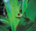 Photo of a red-eyed tree frog.