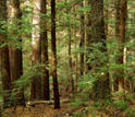 A view of NSF's Harvard Forest LTER Site in Massachusetts.