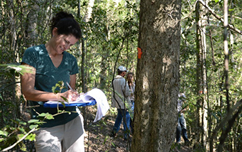 Erica Smithwick measures trees to quantify carbon stocks