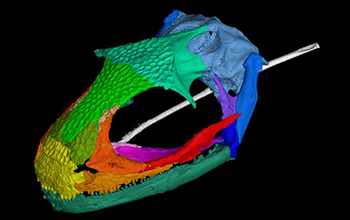 CT image showing an adult albanerpetontid skull