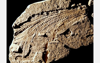 <em>Longisquama Insignis</em> fossil