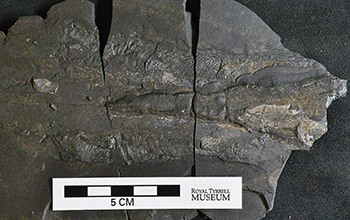 a fossilized mantle of a vampyropod