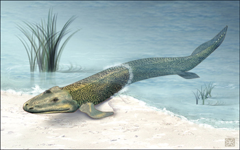 Illustration of Tiktaalik crawling from the sea to land.