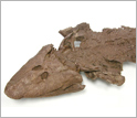 Photo of the head of a fossil specimen of Tiktaalik roseae.