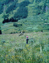 Photo of a researcher catching Mormon Fritillary butterflies in the Rocky Mountains of Colorado.