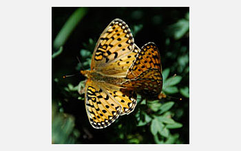 Photo of Mormon Fritillary butterflies mating in the Rocky Mountains.