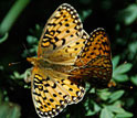 Photo of Mormon Fritillary butterflies mating in the Rocky Mountains.