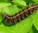 Photo of a Mormon Fritillary caterpillar on violet.