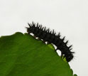 Photo of a Mormon Fritillary caterpillar feeding on a leaf.