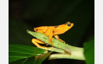 Photo of the Panamanian golden frog.