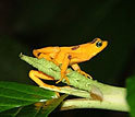 Photo of the Panamanian golden frog.