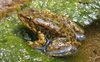 Photo of a mountain yellow-legged frog is an amphibian species affected by the chytrid fungus.