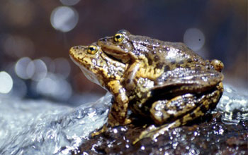 Photo of a pair of mountain yellow-legged frogs in California's Sierra Nevada mountains.