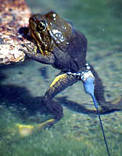 Photo of an adult female mountain yellow-legged frog with a radio belt for tracking.