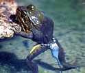 Photo of an adult female mountain yellow-legged frog with a radio belt for tracking.