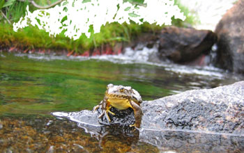 Photo of a mountain yellow-legged frog sitting on a rock outcrop on the bank of a stream.