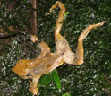 Photo of a dead golden frog decomposing on a mossy boulder in El Cope, Panama.
