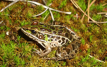 Photo of a southern leopard frog.