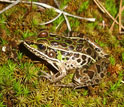 Photo of a southern leopard frog.