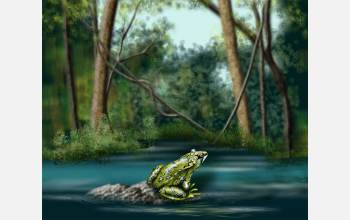 Frogs and other amphibians in Panama and elsewhere have been devastated by a waterborne fungus