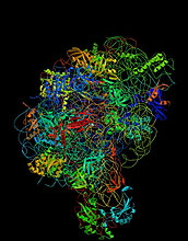 structure of the ribosome
